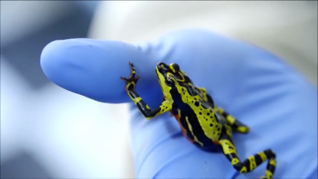 Caza Indiscriminada de Anfibios