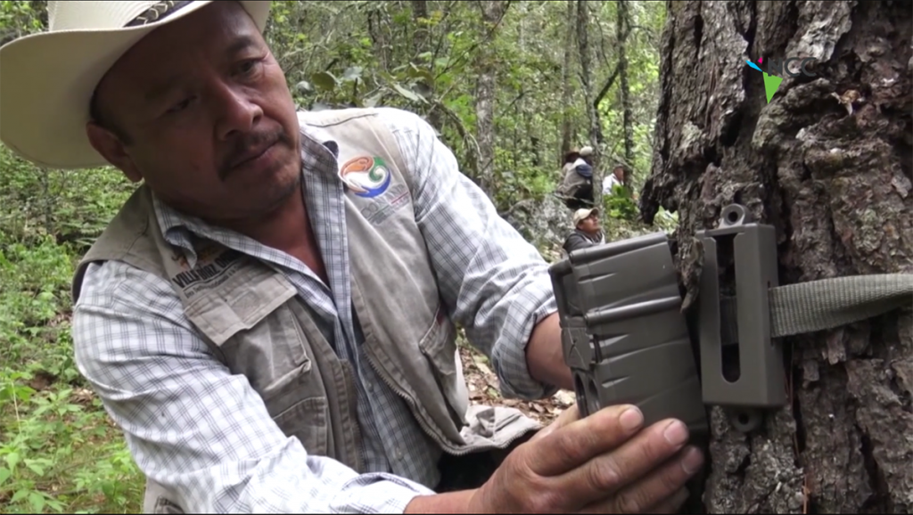 Conservan Felinos en Oaxaca