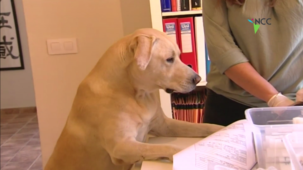 Con su olfato, perro detecta cáncer de pulmón