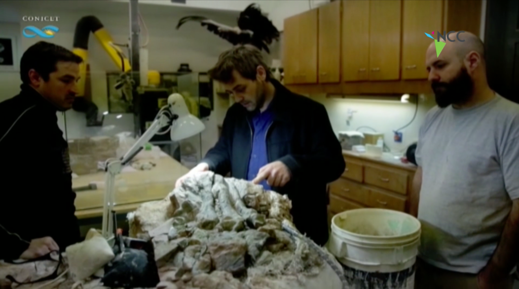 "Patagotitan mayorum", el coloso argentino de los dinosaurios ya tiene nombre