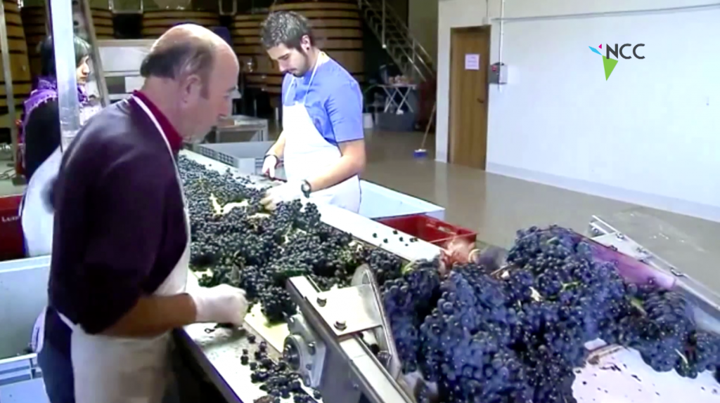 Calentamiento global cambiaría el color del vino