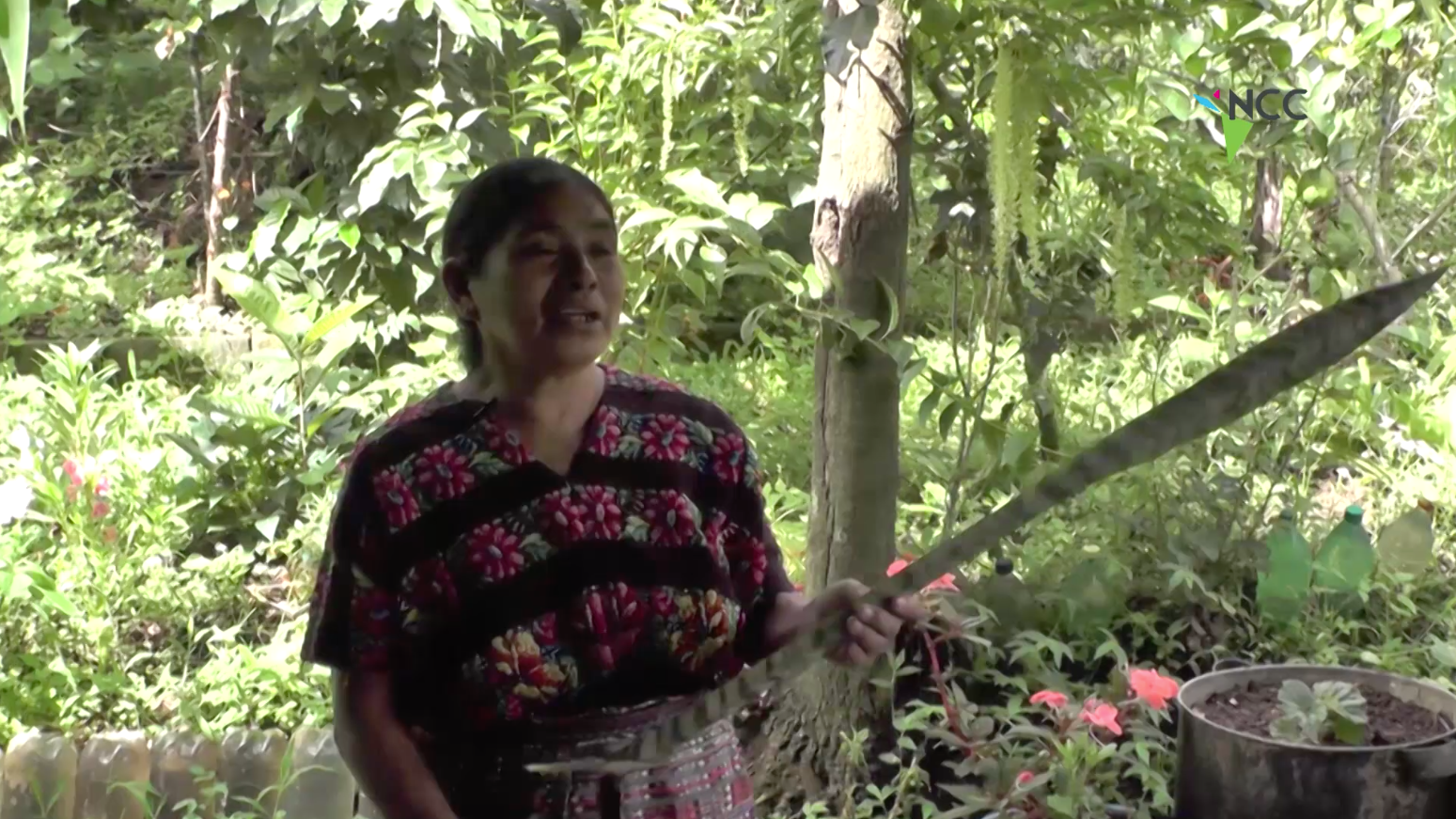 Plan de la OEA rescata medicina ancestral maya en Guatemala
