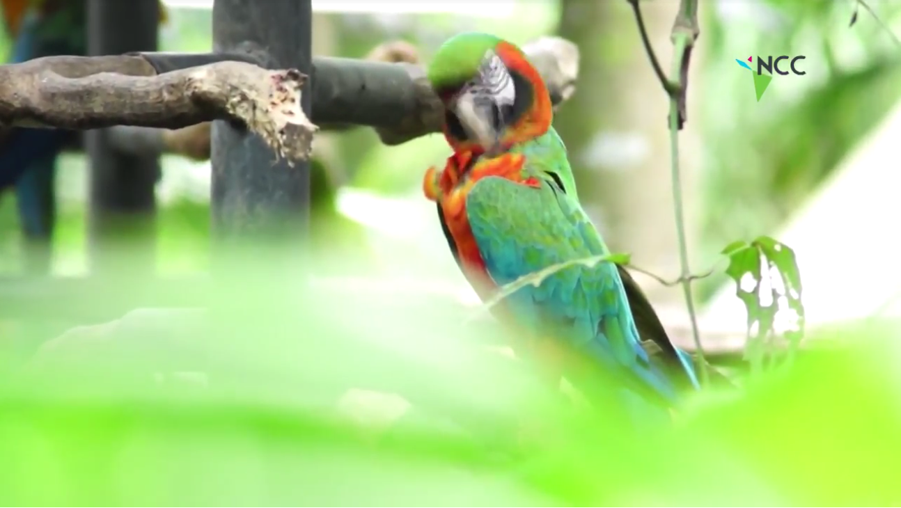 Costa Rica: 1 de cada 4 hogares, mantiene como mascota algún animal silvestre