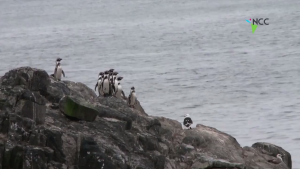 Minería versus pingüinos, la batalla que divide en Chile