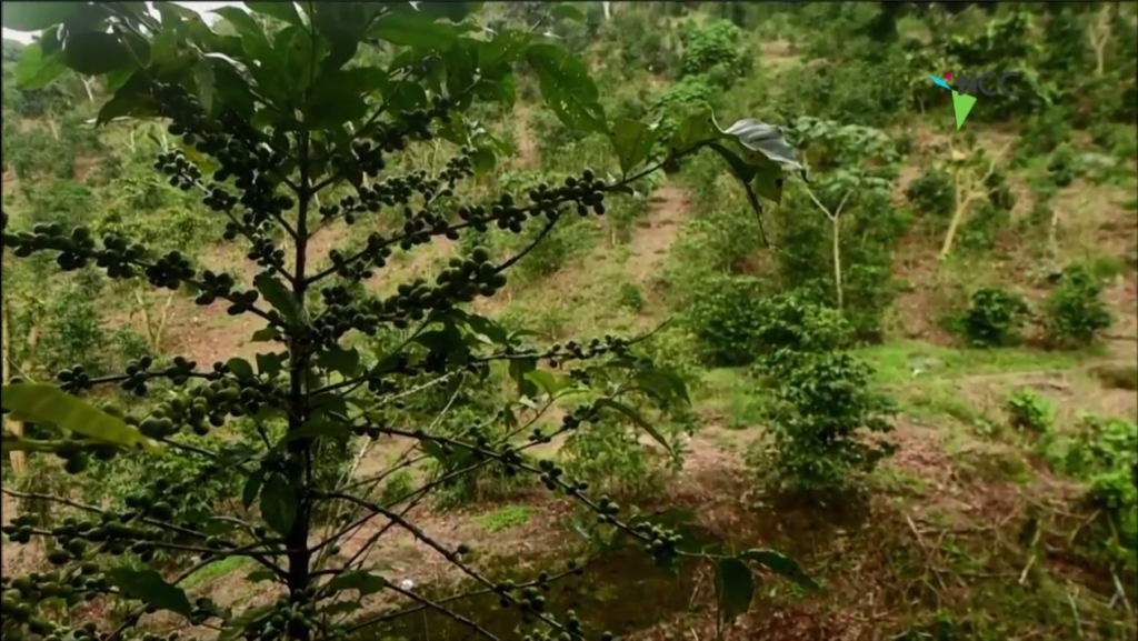 Costa Rica: Cambio climático amenaza áreas de cultivo de café en Latinoamérica