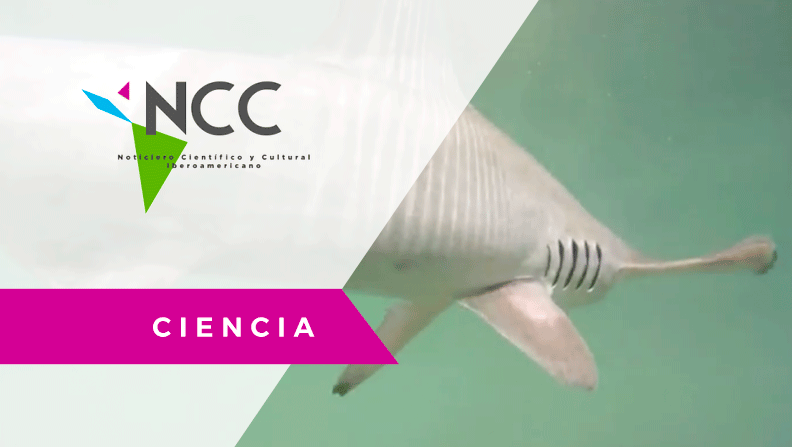 Refugio de tiburones martillo /ECU. AFP. Ciencia/NCC31 – 05.03.18