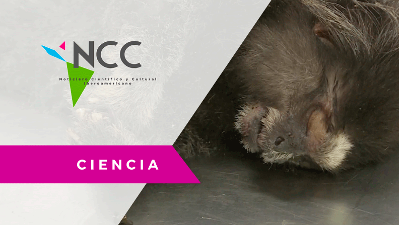 Matanza de monos /BRA. EFE. Ciencia/NCC31 – 05.03.18