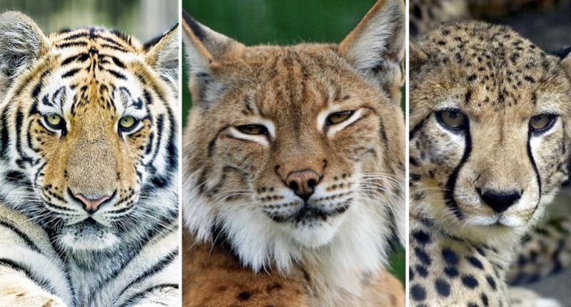 Grandes felinos se encuentran en la lista de especies en peligro