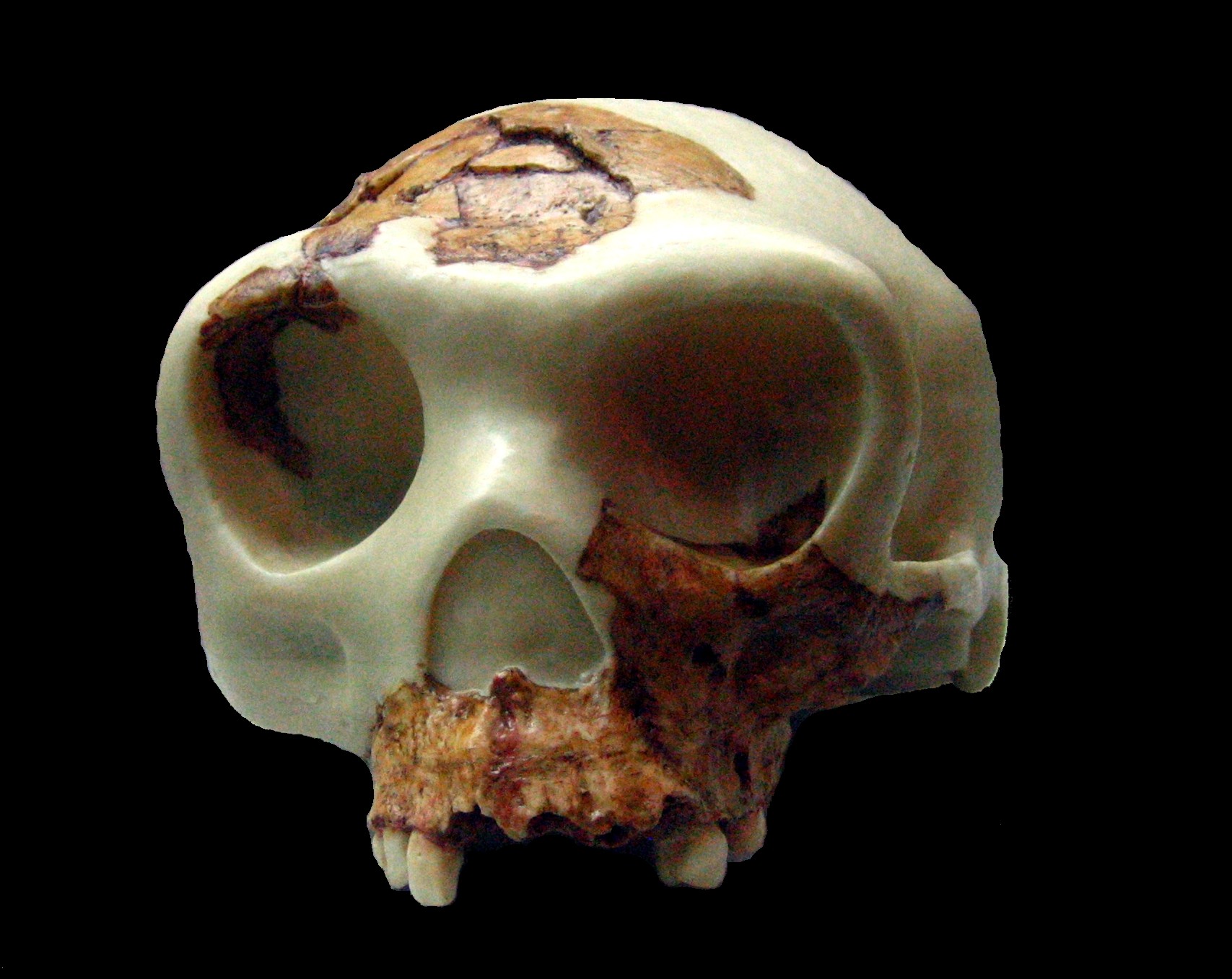 Confirman la antigüedad del Homo antecessor: entre 772.000 y 949.000 años