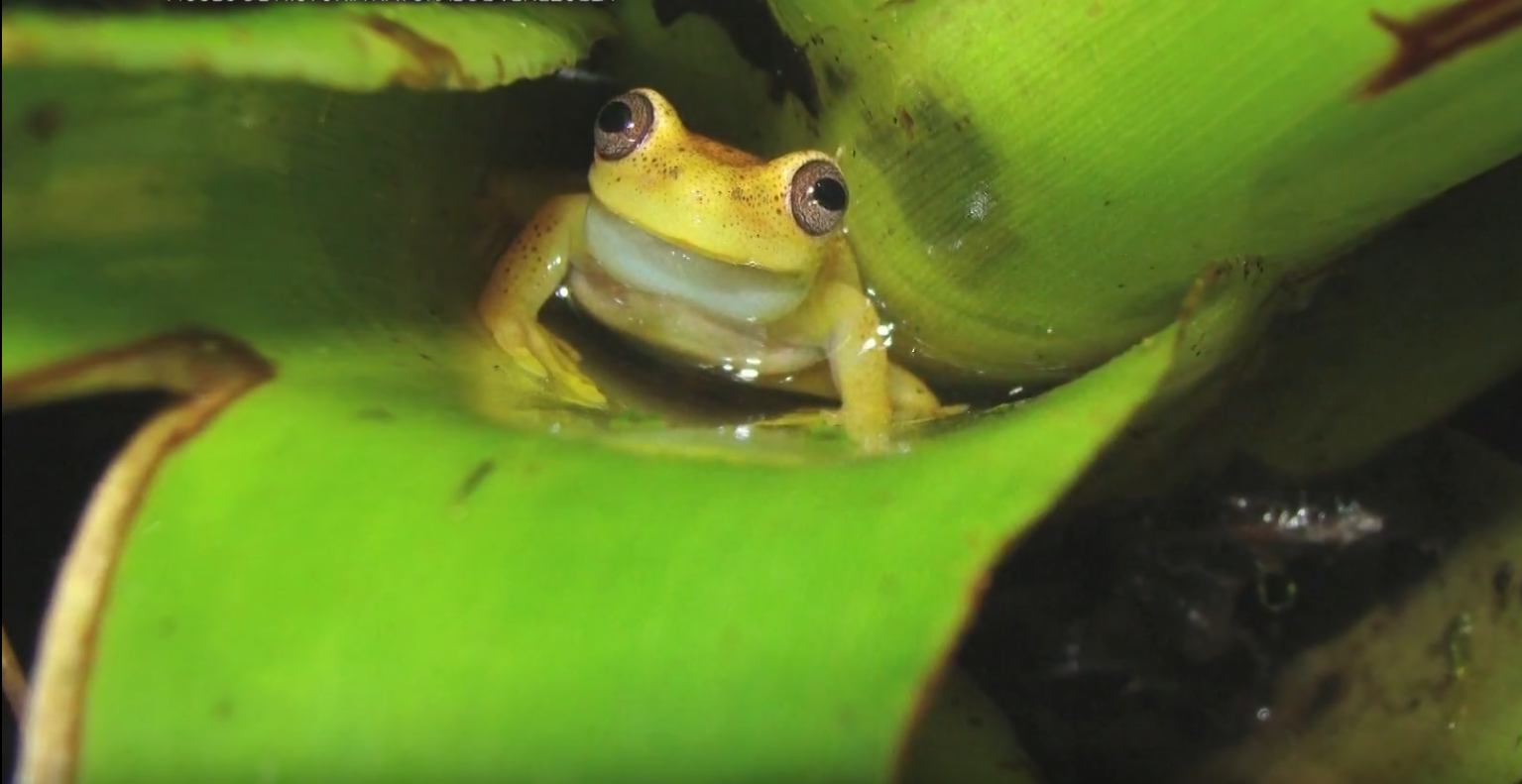 Científicos descubren nueva especie de rana