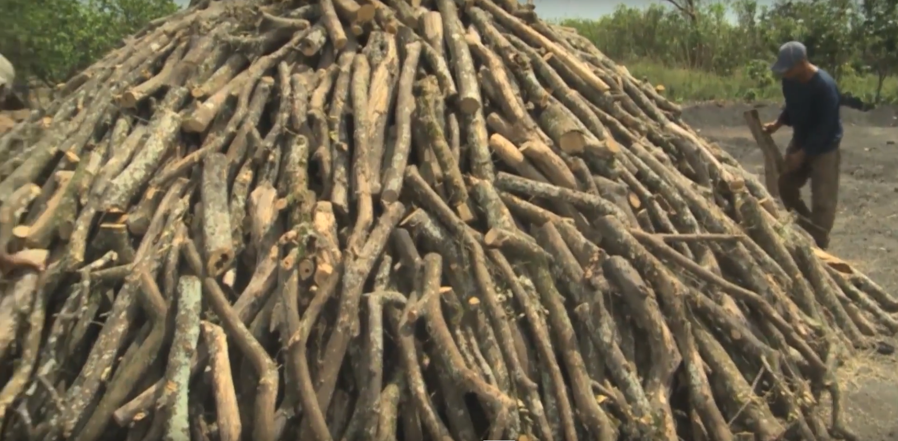 Plaga cambia el giro del negocio de agroindustria a venta de carbón vegetal