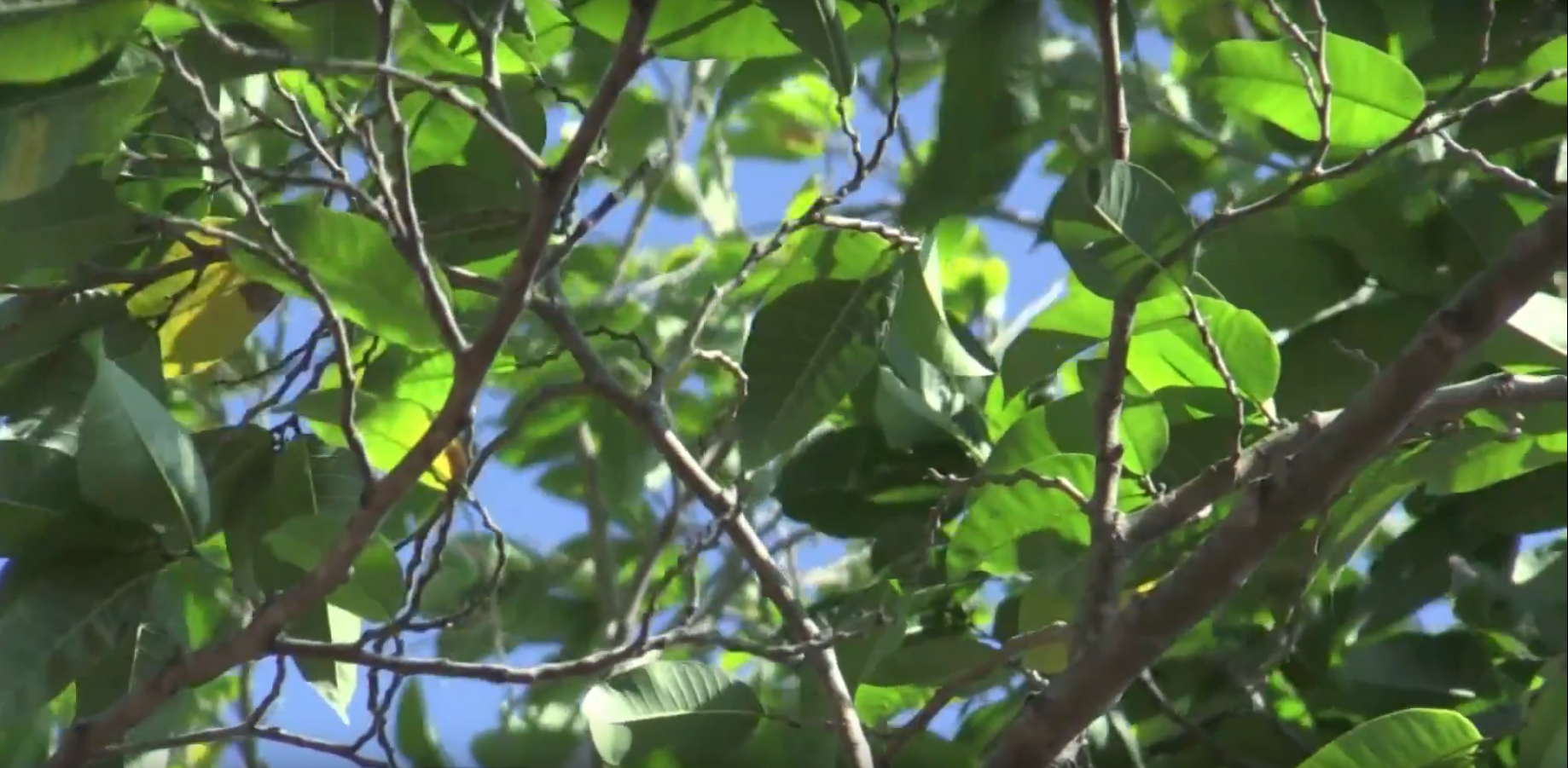 ONG se propone la reforestación masiva del Guáimaro, el árbol ¨mágíco¨