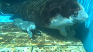 Raro manatí africano dio a luz en China