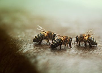 Reunión de abejas
