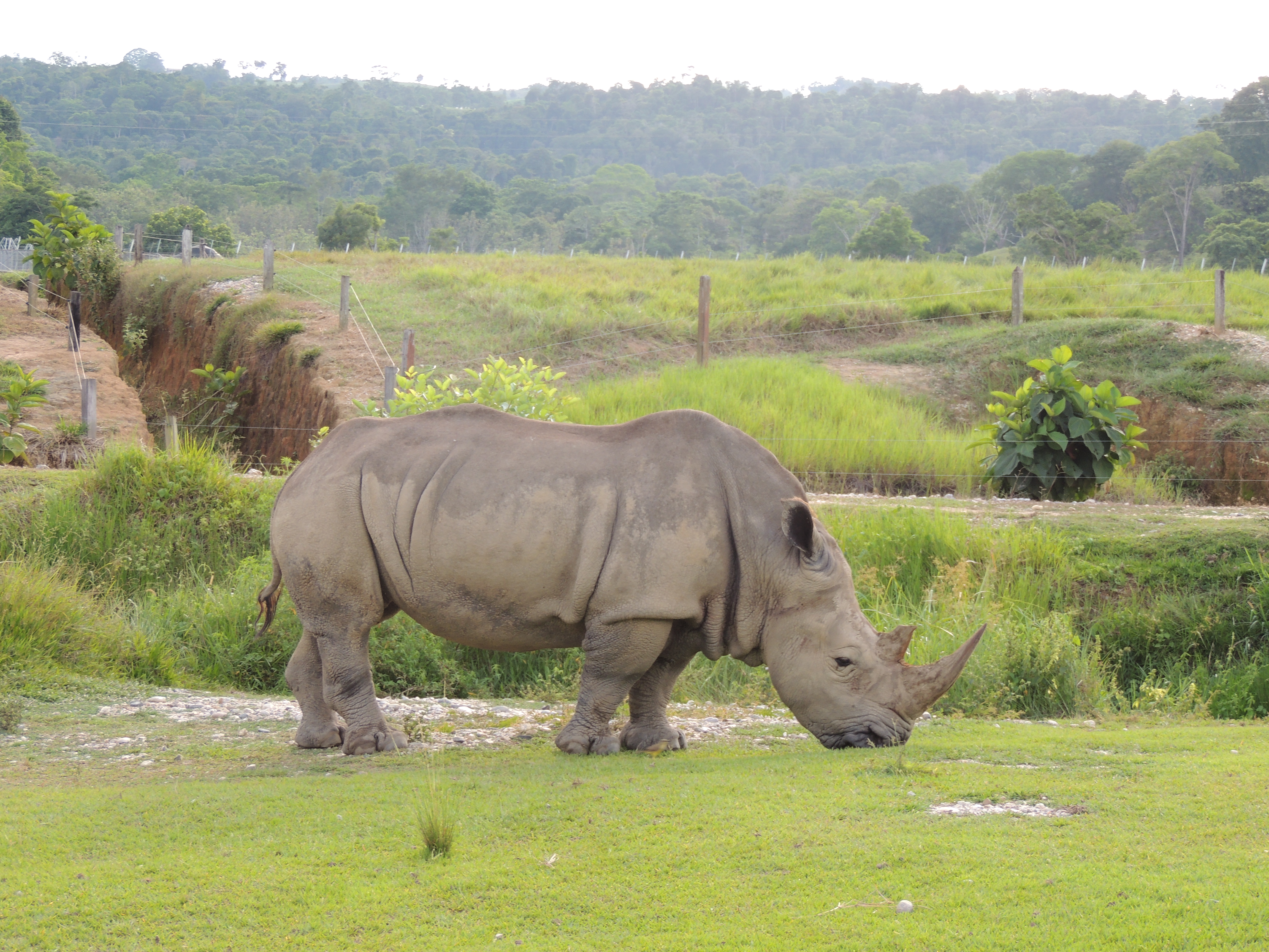 El embarazo de una rinoceronte en un zoológico de EEUU puede salvar una subespecie