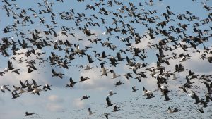 oak-hammock-geese