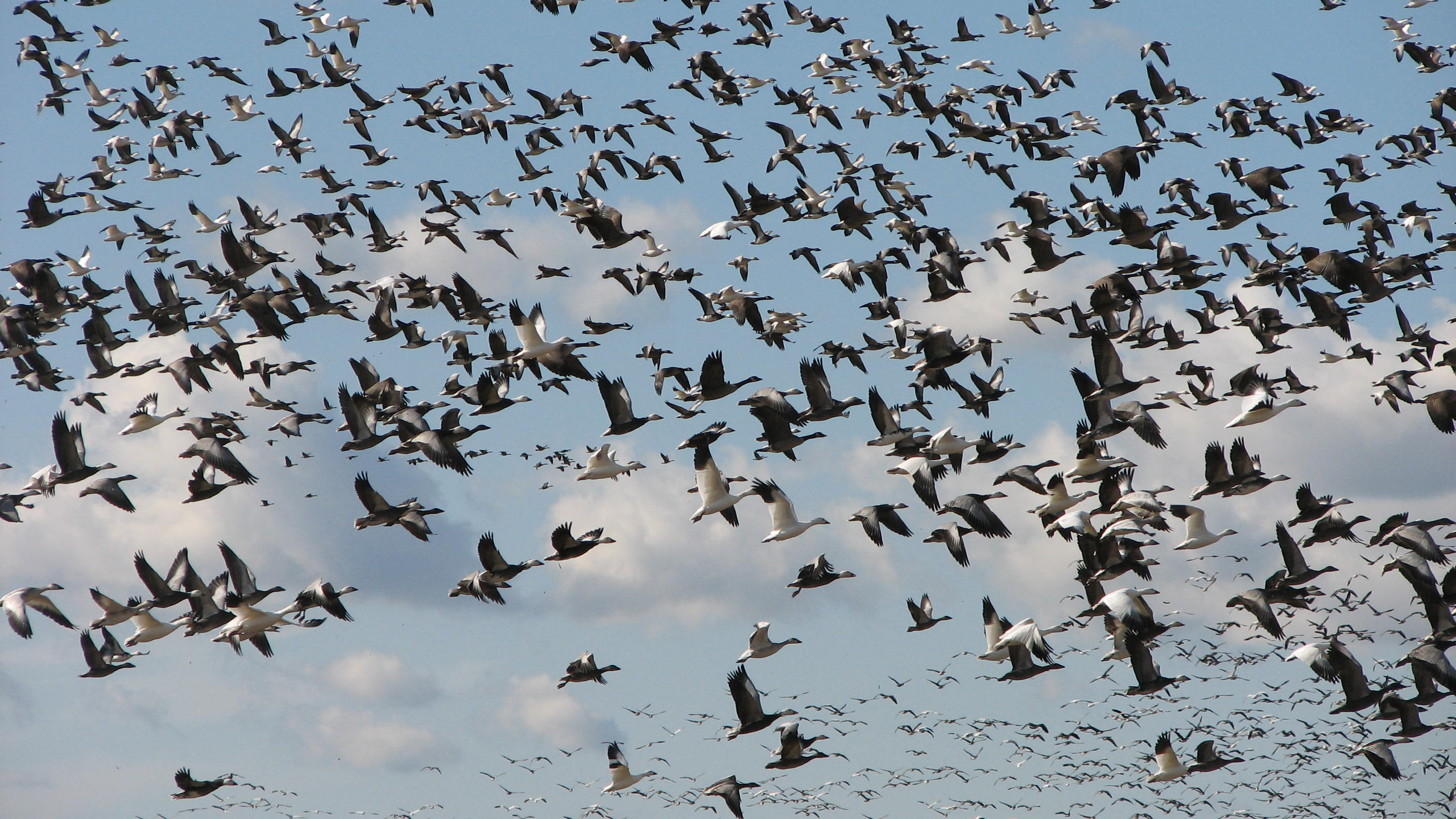 Aves migratorias llegan a El Salvador como embajadoras de la biodiversidad