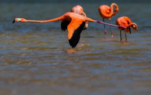 Flamingos rosados en Rio Lagartos