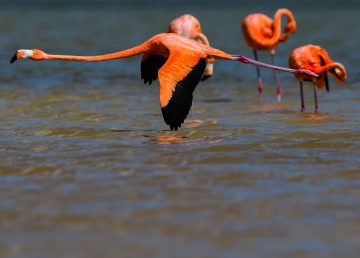 Flamingos rosados en Rio Lagartos