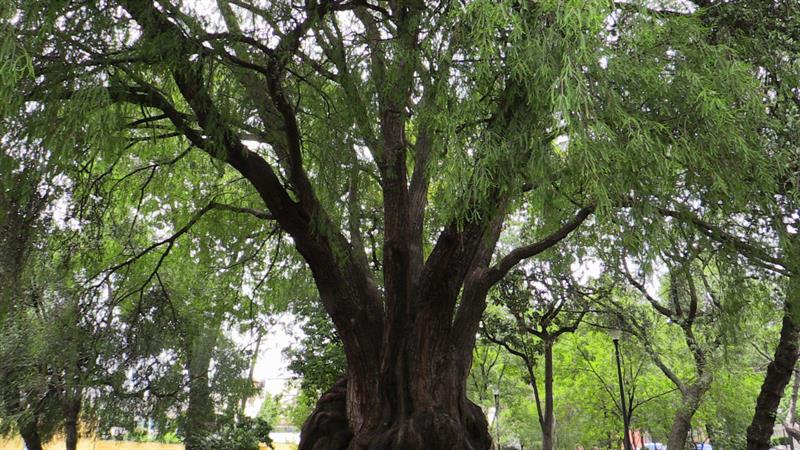 Los ahuehuetes, guardianes de la historia de México con los años contados