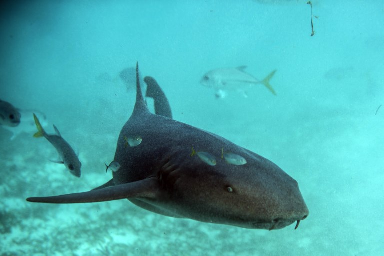 Los arrecifes de Belice, un tesoro de biodiversidad revive en el Caribe