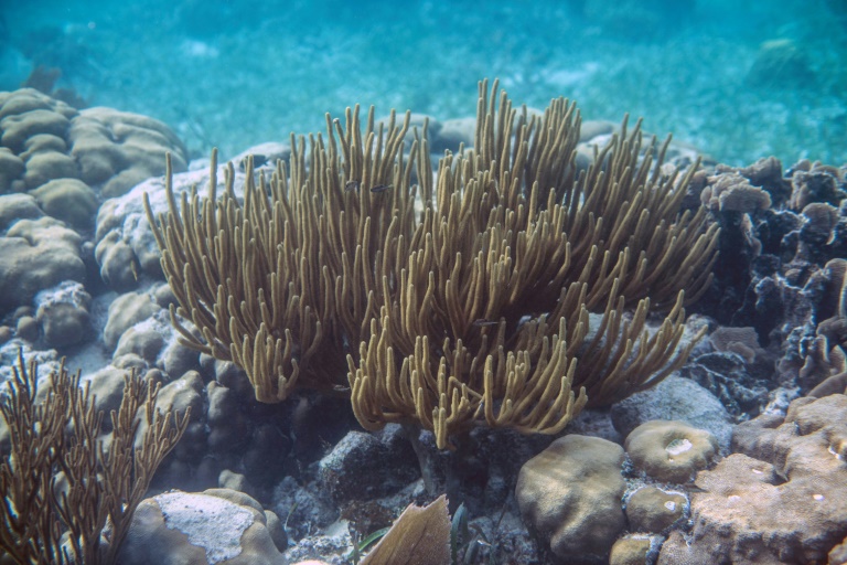 Arrecifes de Belice retirados de lista del patrimonio en peligro de la UNESCO