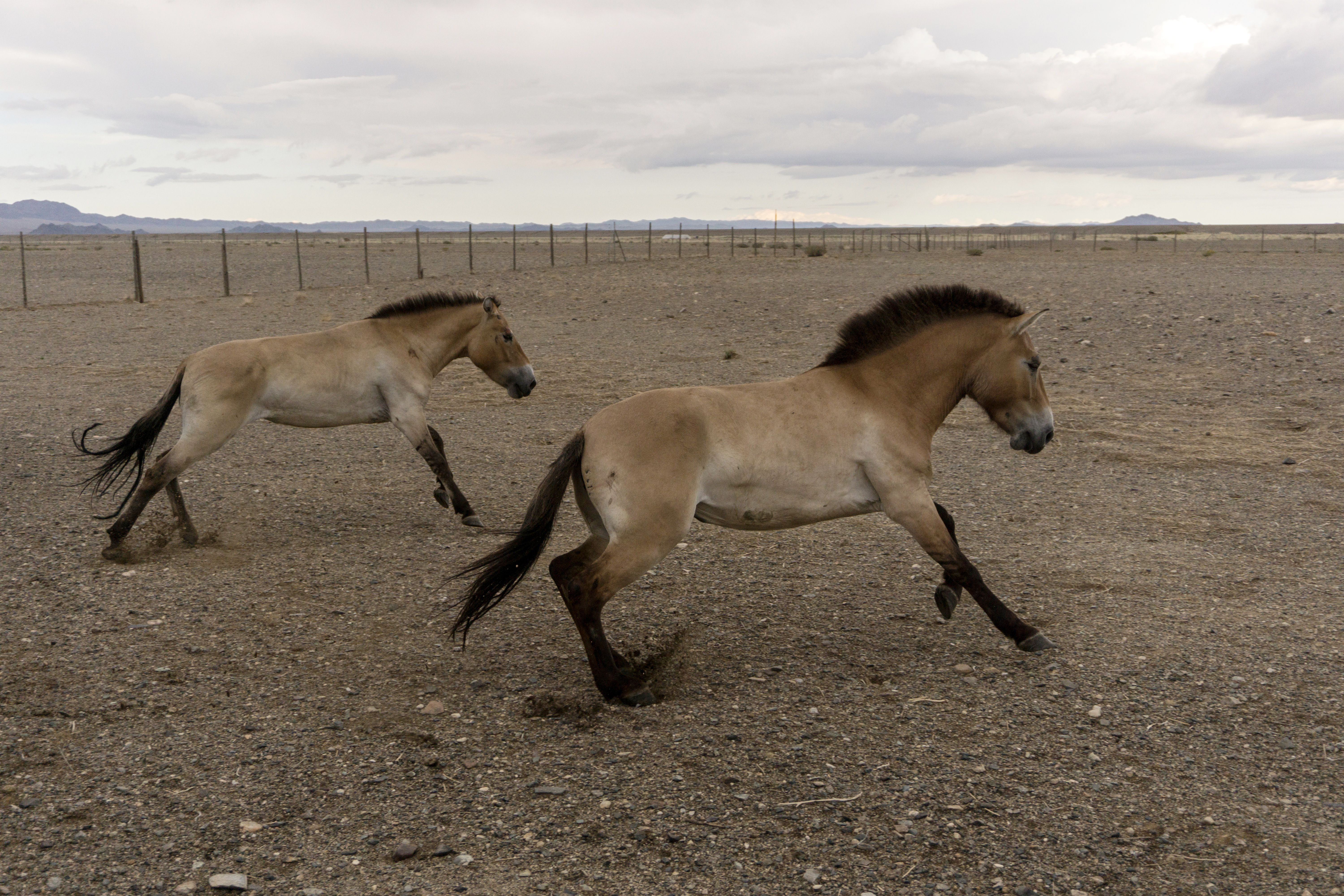 Los caballos de Przewalski vuelan hacia Mongolia, su tierra de origen