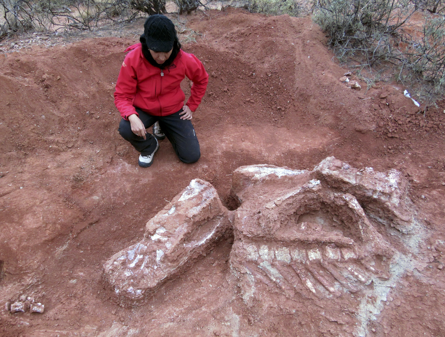 Descubren en Argentina dinosaurio gigante de más de 200 millones de años