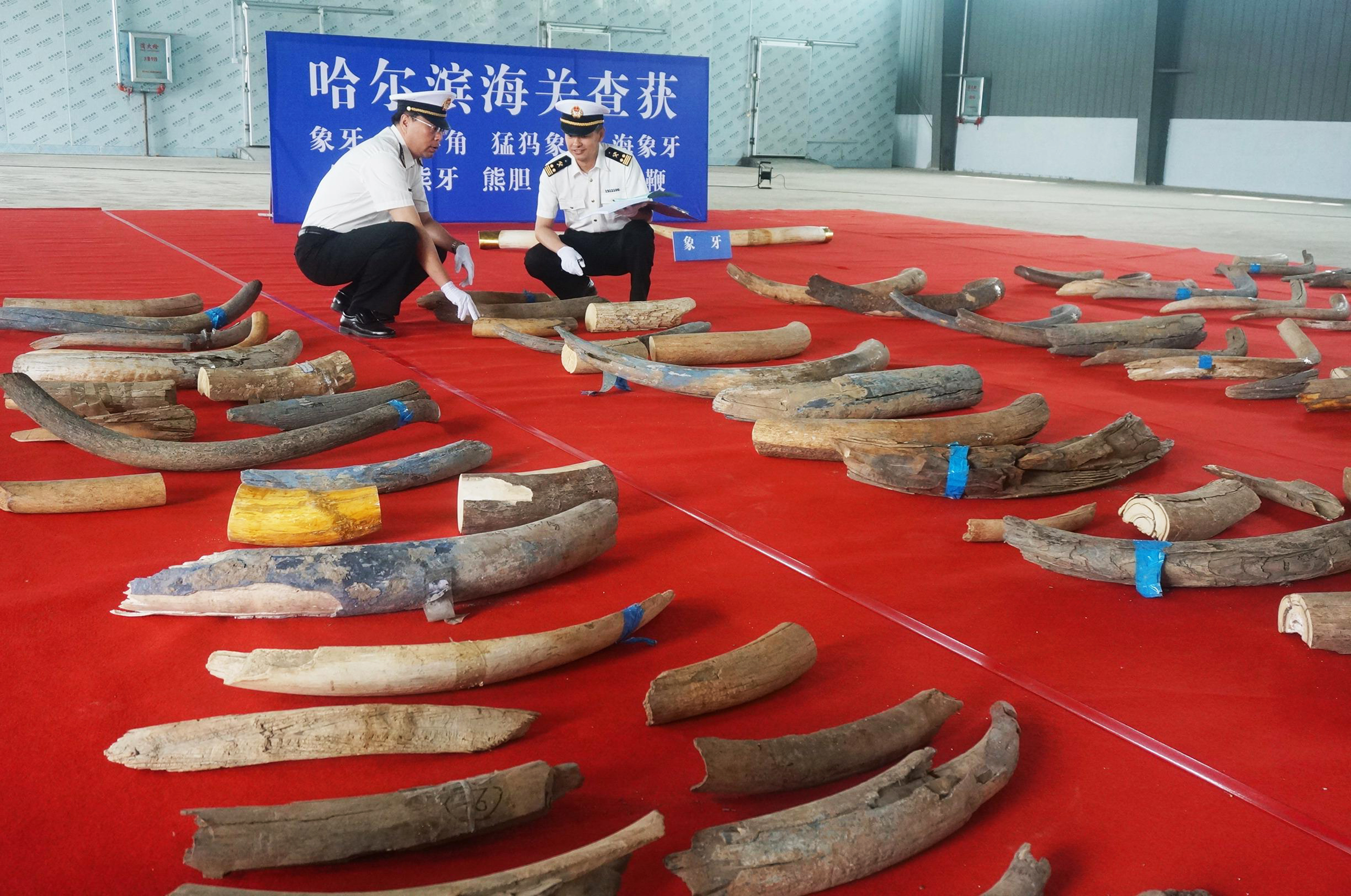 Incautación récord de 156 colmillos de mamut en la frontera china