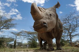Muere el último rinoceronte blanco del norte macho del mundo