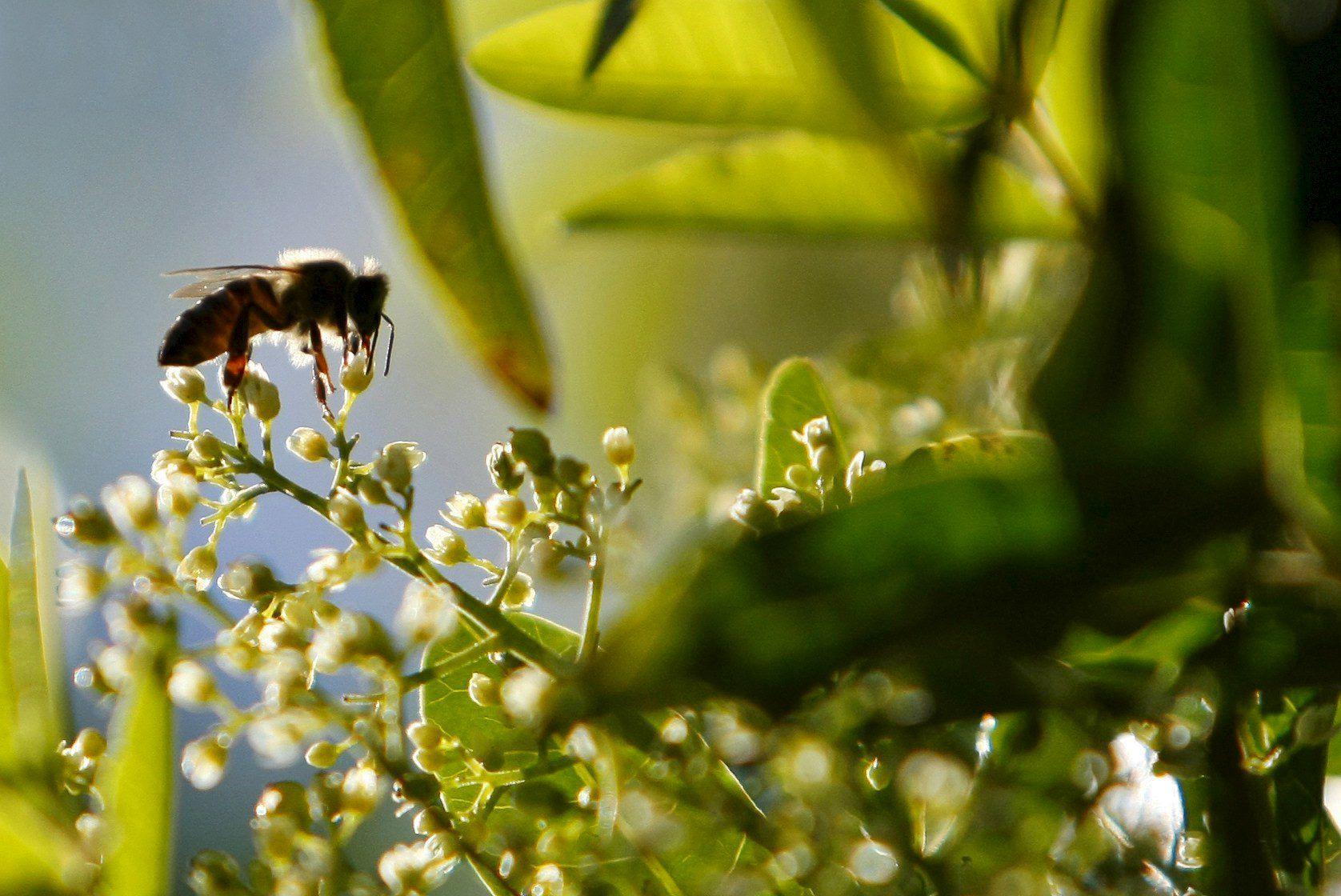 Cuba aplica un programa para obtener abejas altamente productivas y resistentes