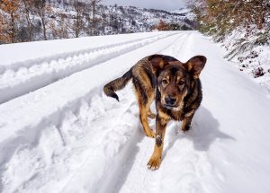 LA NIEVE VUELVE A PROVOCAR PROBLEMAS PARA CIRCULAR POR LA RED VIARIA DE LUGO