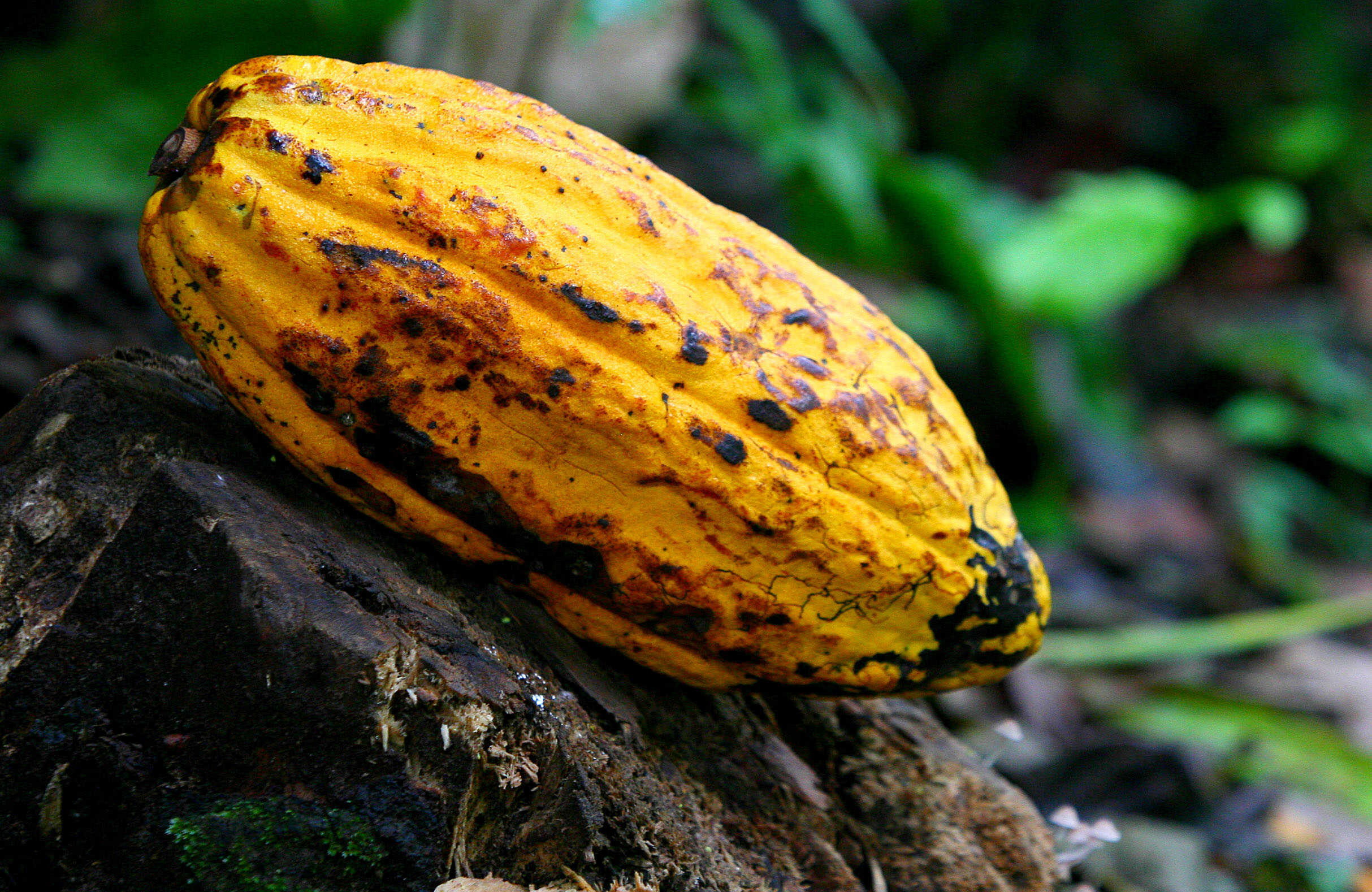 Costa Rica impulsa acciones para consolidar la agrocadena de cacao