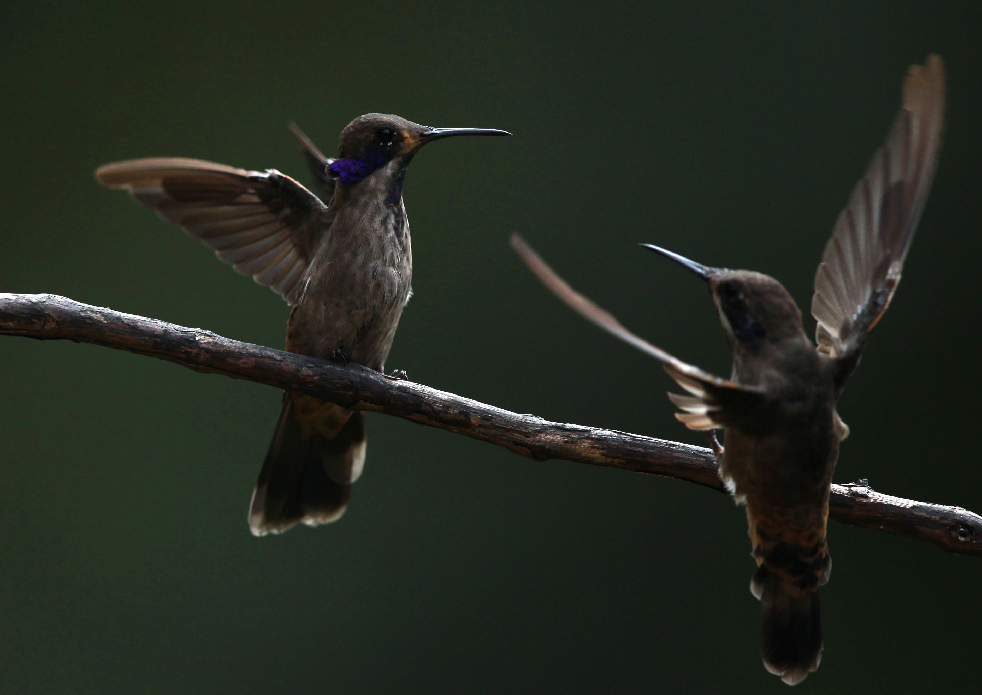 Jardines para colibríes pretenden polinizar a Ciudad de México