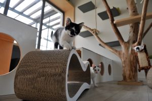 NUEVO REFUGIO PARA GATOS EN DOBRA