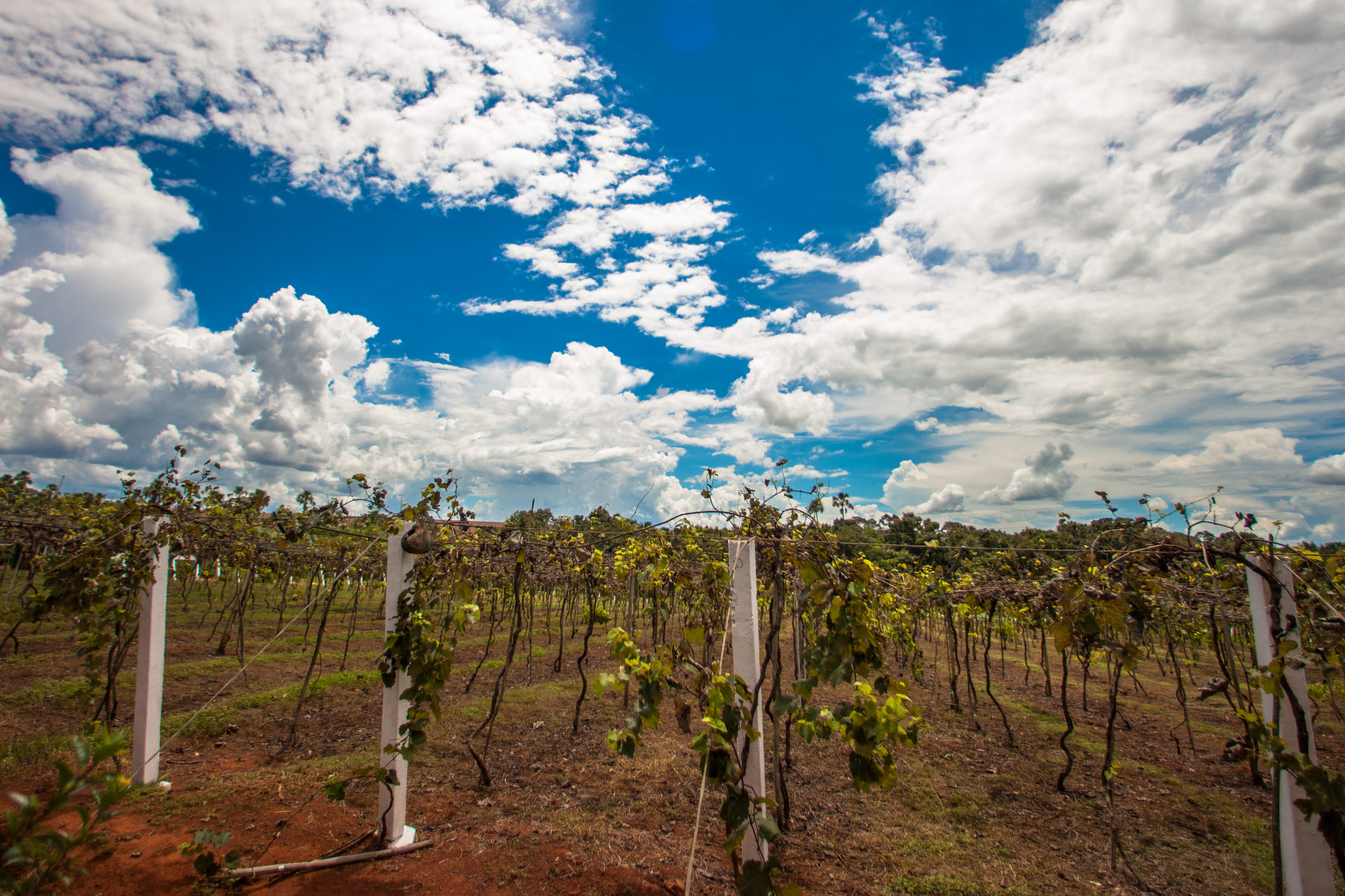 El área ocupada por los productores agrícolas en Brasil creció un 5 % en once años