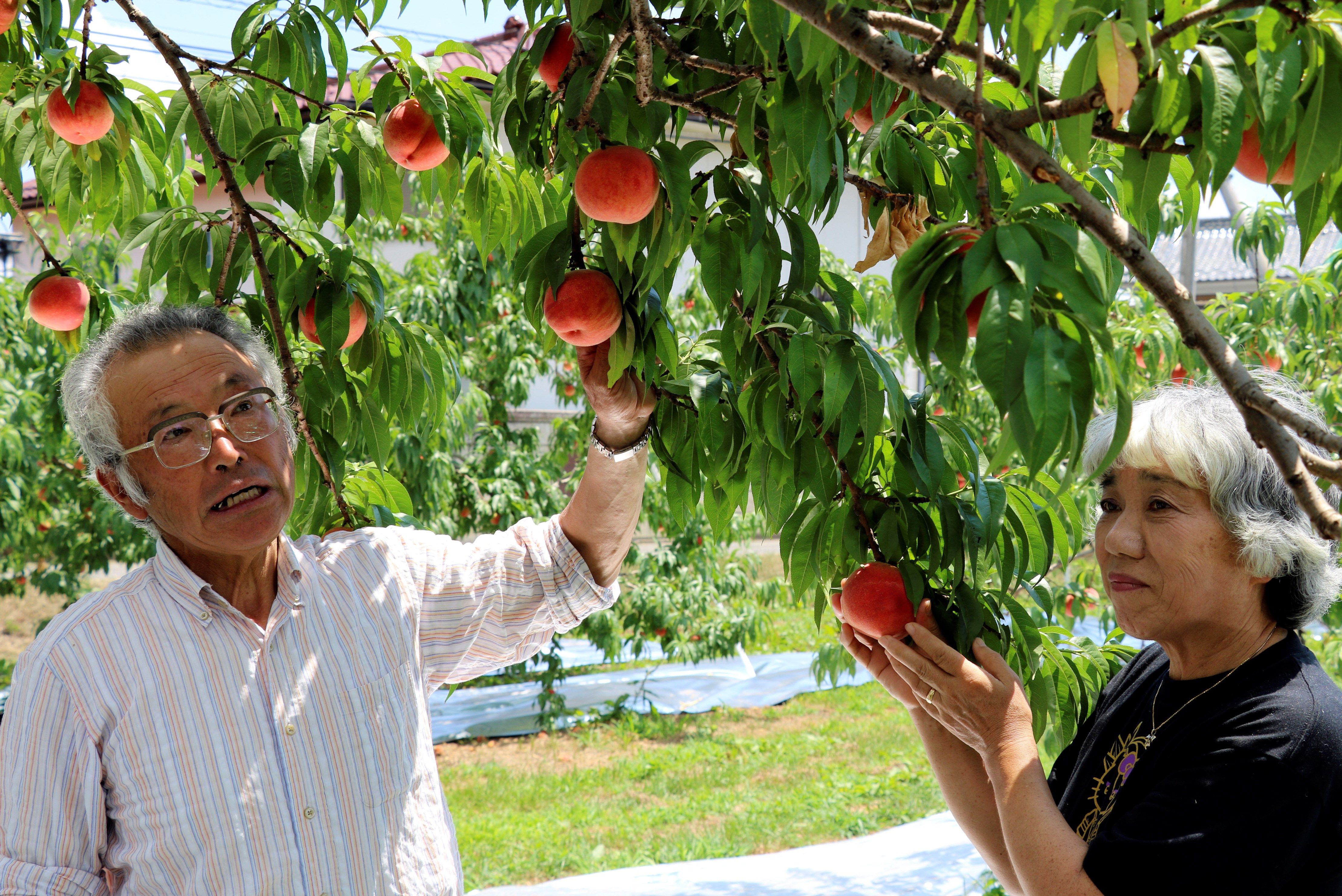 Pocos quieren comprar las frutas y el pescado de Fukushima