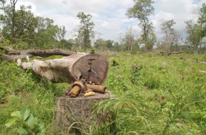 CAMBOYA- DEFORESTACION