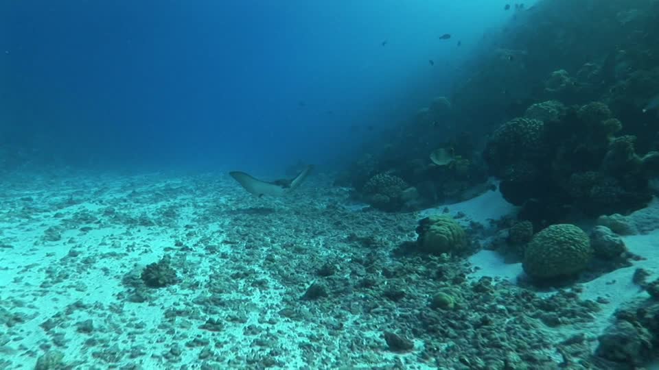 El plancton emigra hacia el norte debido al cambio climático