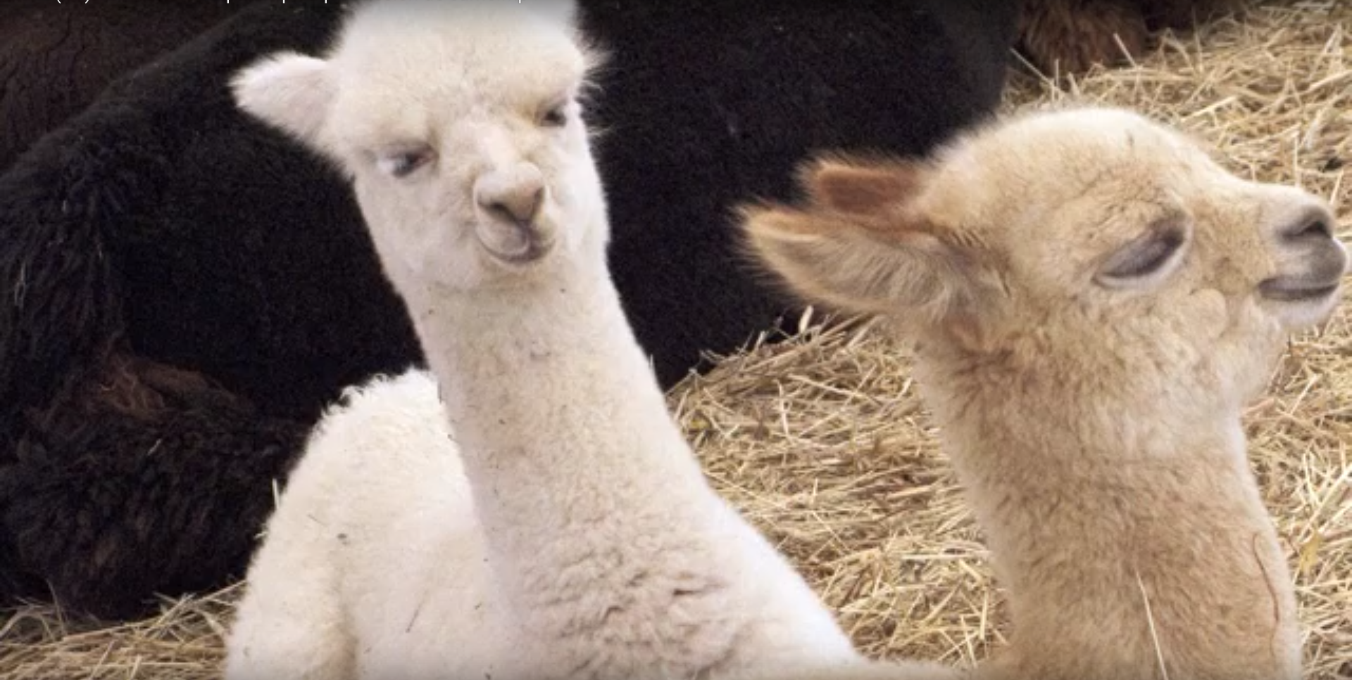 Clonación de alpacas para producción de carne