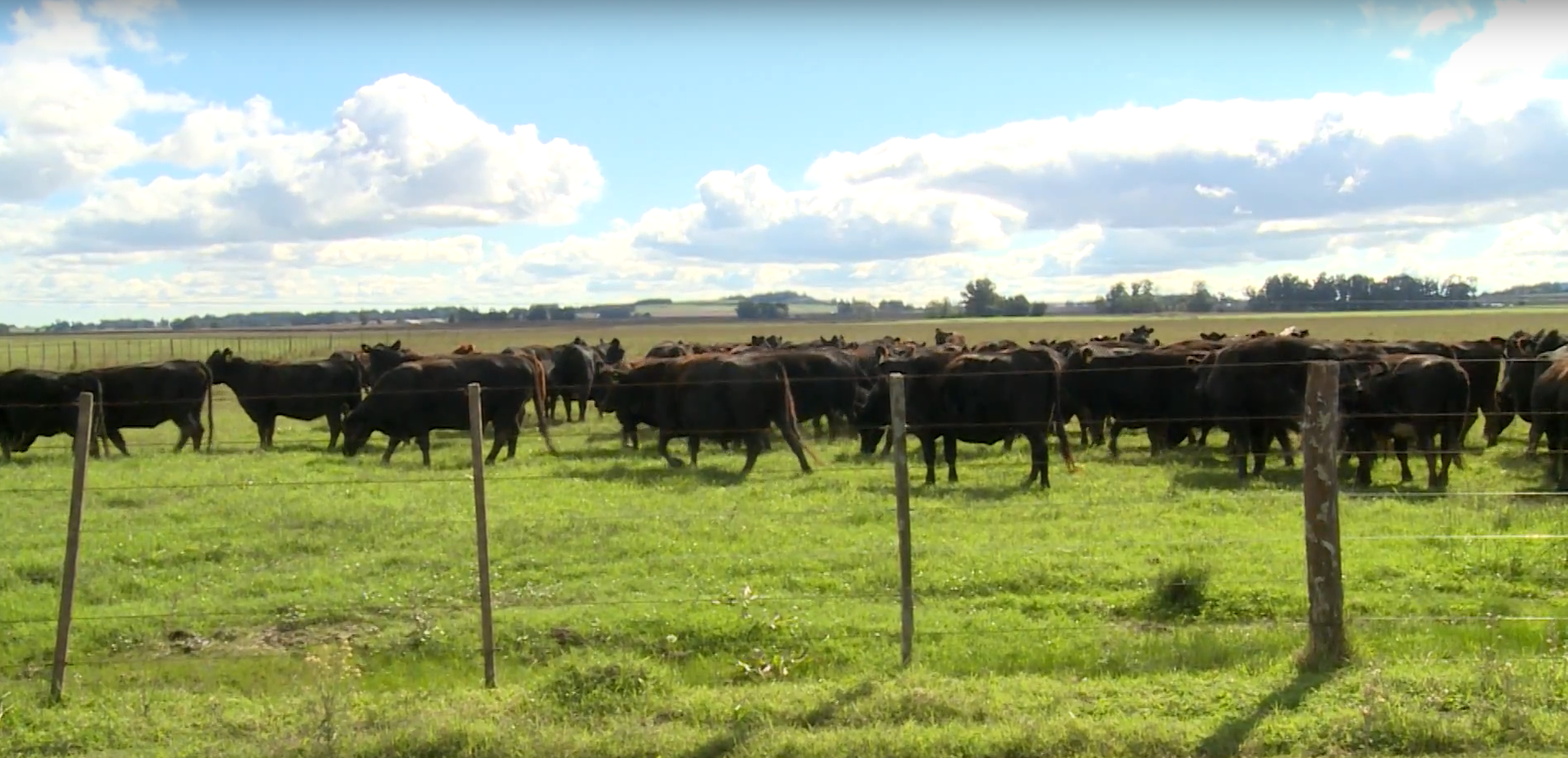 Tecnología agropecuaria para disminuir CO2 y mejorar producción de carne