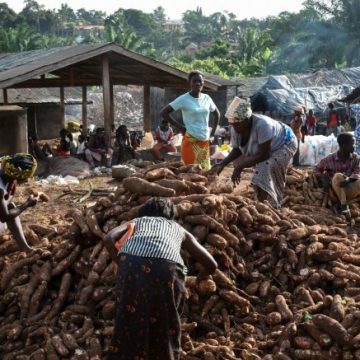 El «ébola de la yuca» amenaza la seguridad alimentaria de África del Oeste