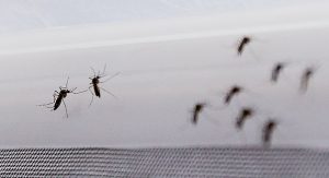 Cura para zika y malaria.