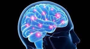 hormonas-cerebro