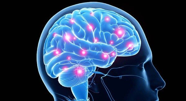 Descubren parte del cerebro clave en el paso de ver a actuar