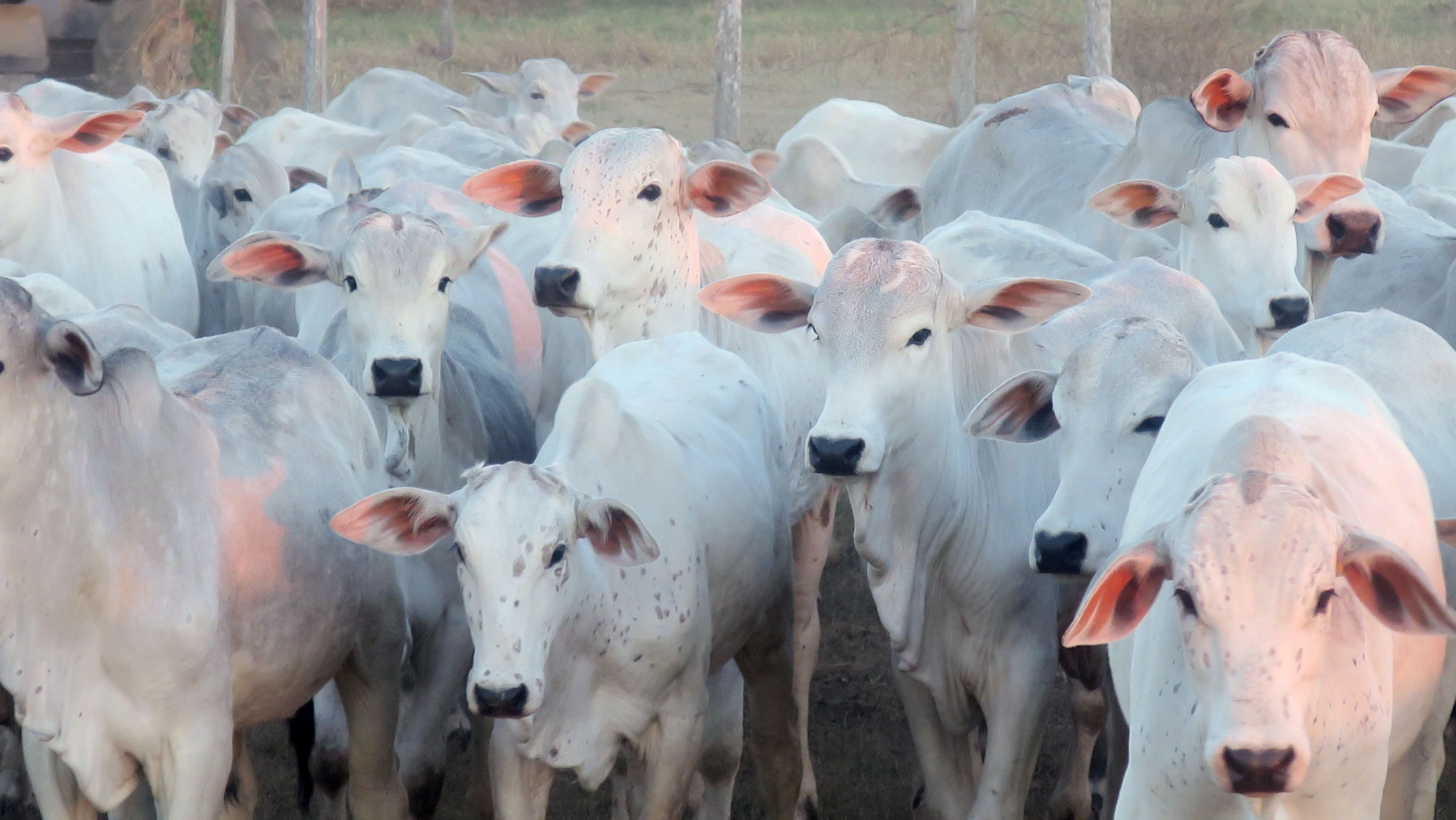 La ganadería boliviana crece y apunta a la exportación masiva de carne bovina