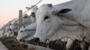La sequía y las plagas afectan la zona agrícola más importante de Bolivia