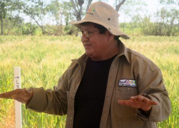 Un proyecto busca consolidar la siembra de quinua en el trópico de Bolivia