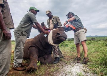 Descornar a los rinocerontes africanos para salvarlos de los furtivos