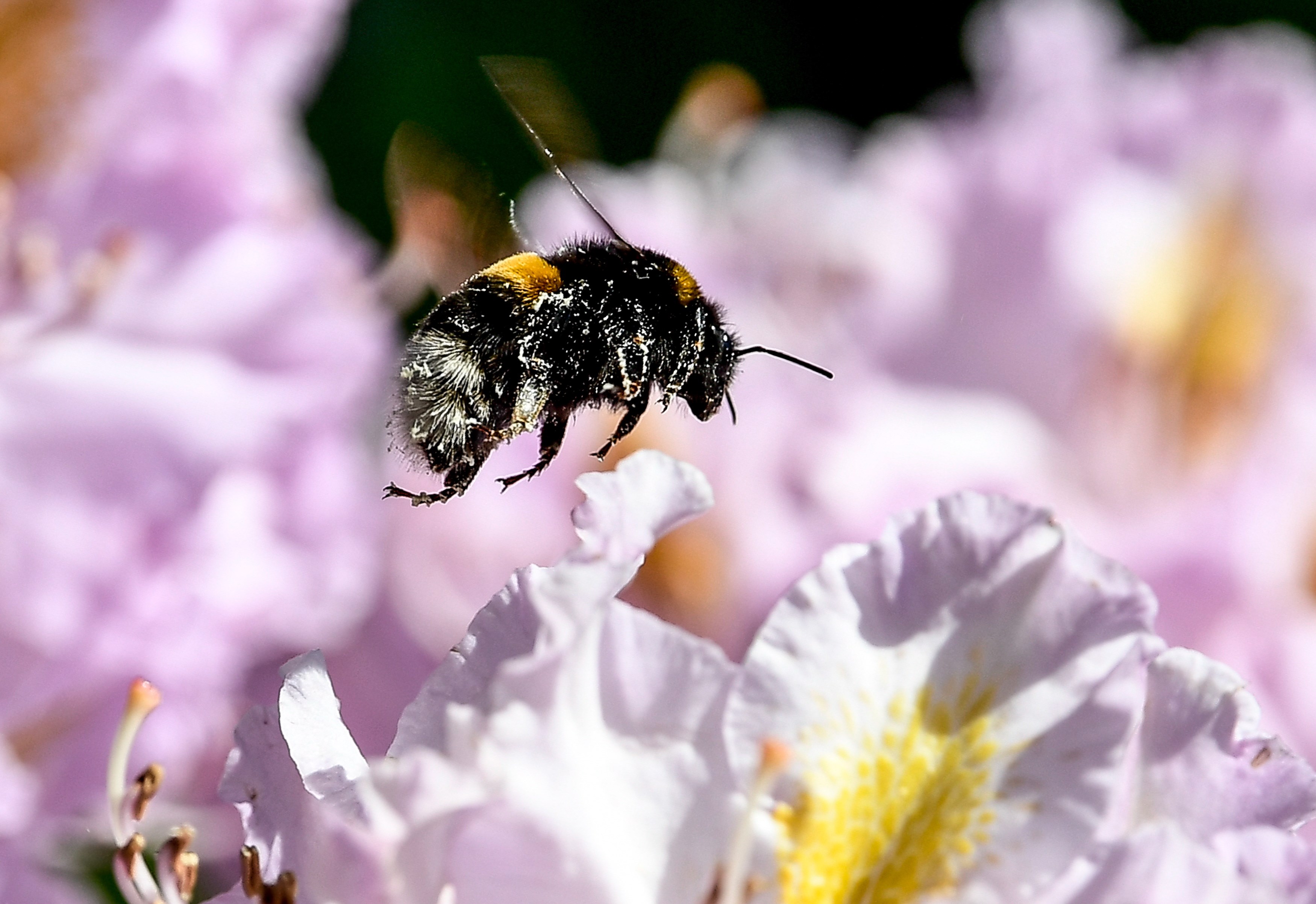 A los abejorros, cuanto más comen pesticidas más les gustan